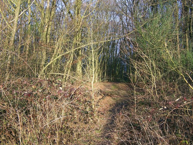 File:Great Chattenden Wood - geograph.org.uk - 641989.jpg