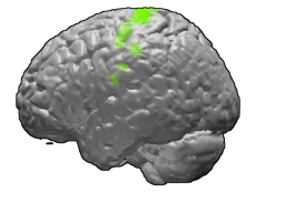 File:Motor cortex.PNG