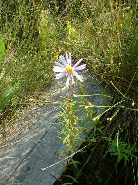 File:Oclemena nemoralis, Pancake Bay PP.jpg