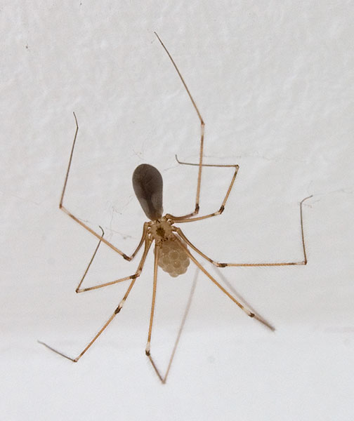 File:Pholcus phalangioides 02.jpg