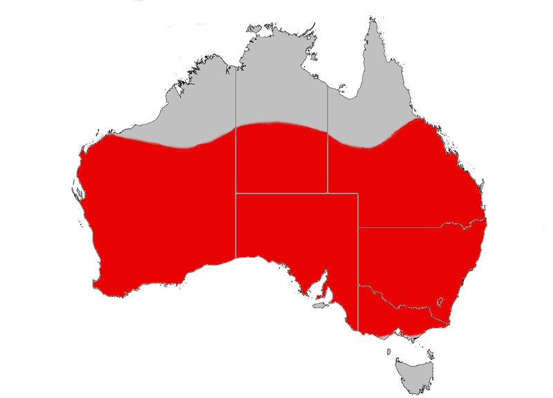 File:Red capped robin rng gnangarra.png
