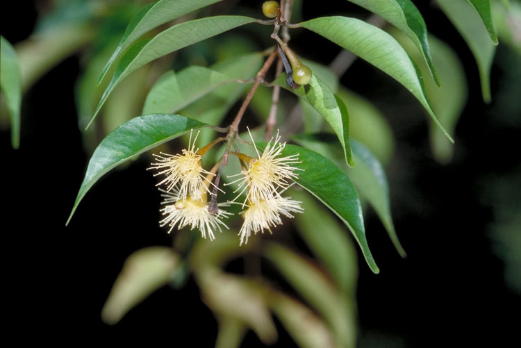 File:Syzygium canicortex ALA1.jpg