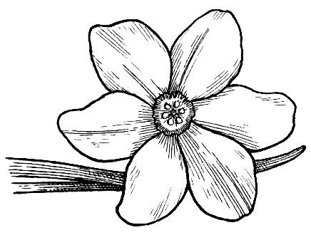 File:Corolla 1 (PSF).png