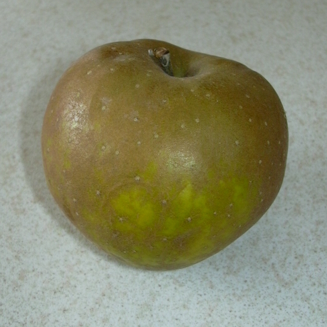 File:Egremont Russet Apple.jpg