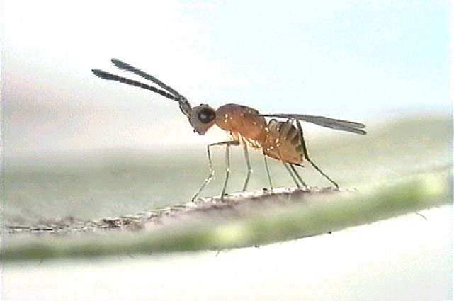 File:Gonatocerus triguttatus laying eggs in glassy-winged sharpshooter eggs.jpg