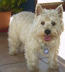 File:Idefix westie.JPG