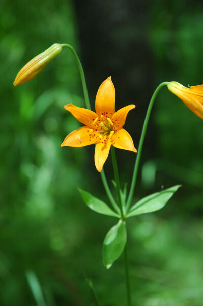 File:Lilium parvum 1.jpg