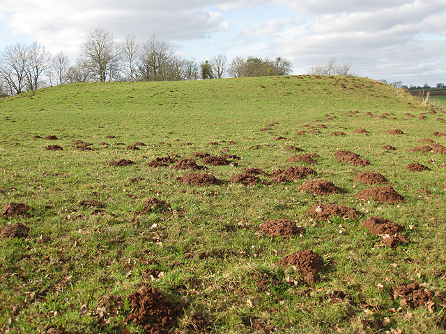 File:Molehills on the castle mound - geograph.org.uk - 1173230.jpg