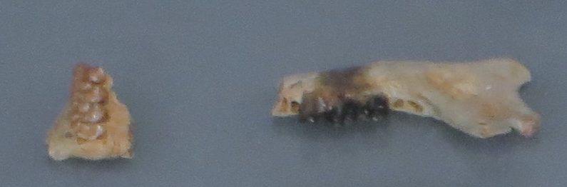 File:Nannopithex zuccolae 2.jpg