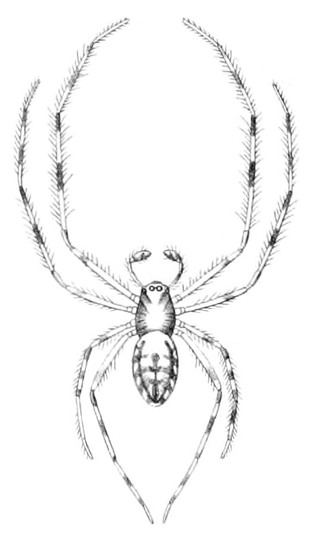 File:Orsonwelles graphicus (Simon, 1900).jpg