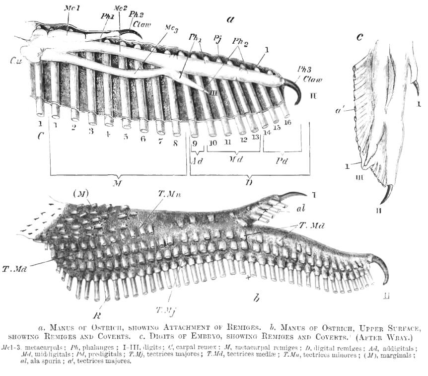 File:OstrichWing.jpg