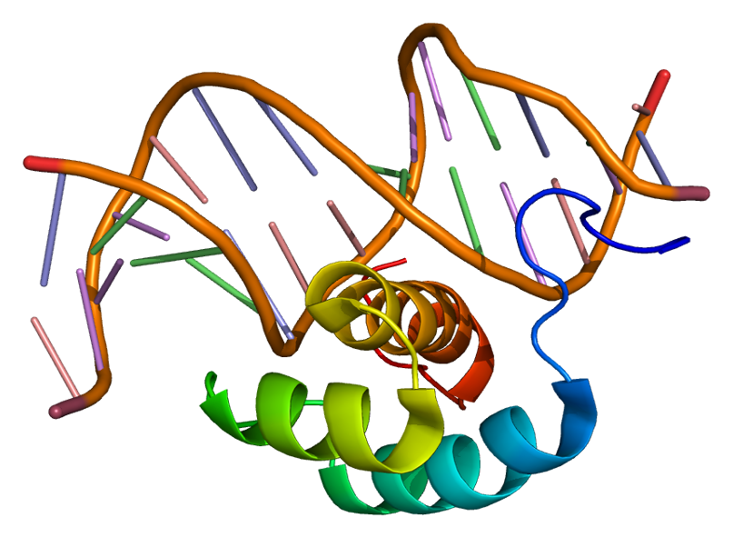 File:Protein HOXB6 PDB 1ahd.png