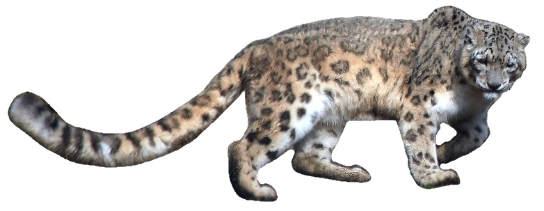 File:Schneeleoparden (Panthera uncia) Zoo Salzburg 2014 f white background.jpg
