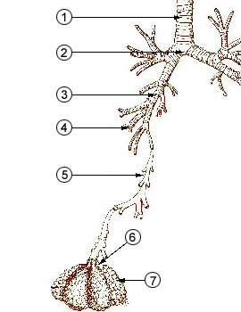 File:Illu quiz lung05.jpg