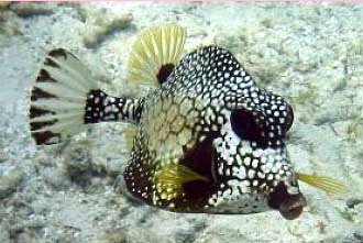 File:Lactophrys triqueter.jpg