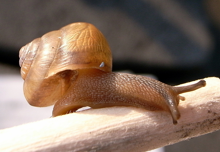 File:Acusta despecta sieboldiana.png