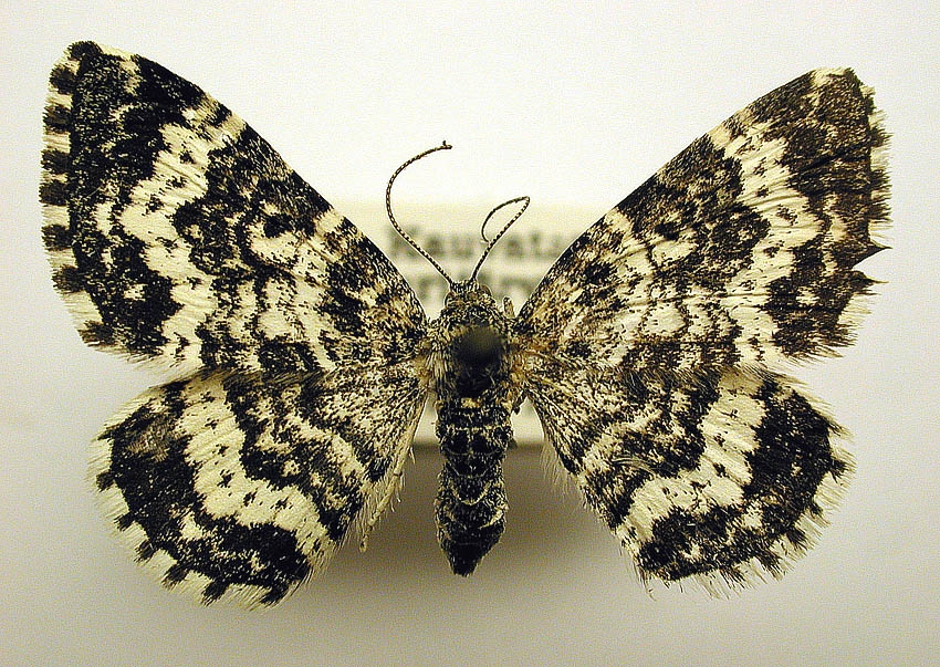 File:Epirrhoe hastulata.jpg