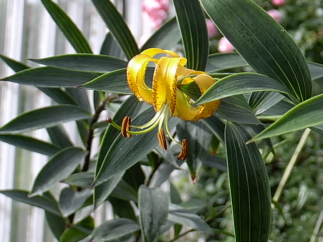 File:Lilium tenii lykkegaard.jpg