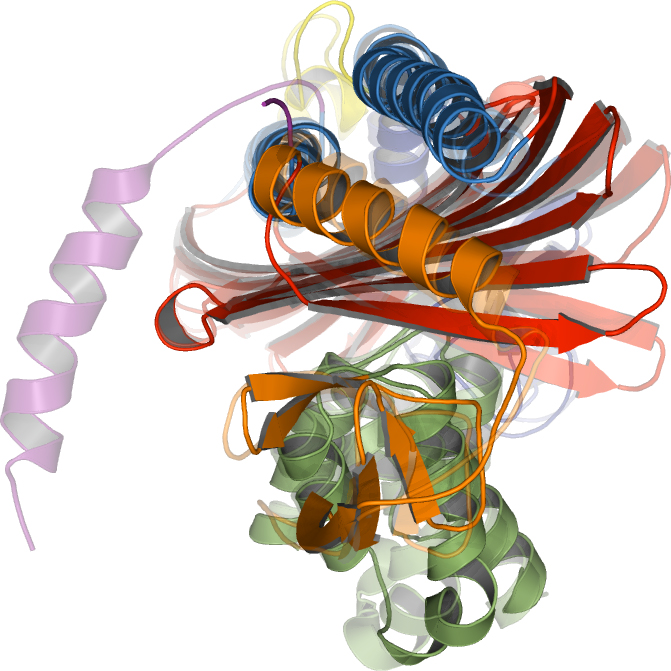 File:Orthogonal views of cytoplasmic capping protein superposed onto its homolog CapZ.jpg