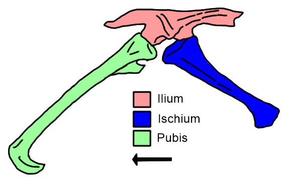 File:Poposaurus hip.png