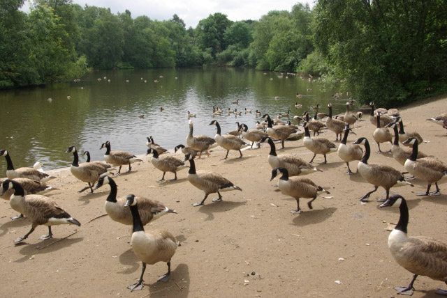File:Canada Geese, Heaton Park - geograph.org.uk - 490384.jpg