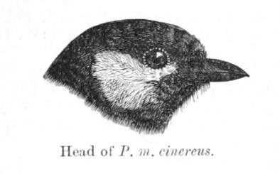 File:ParusMajorFBI.jpg