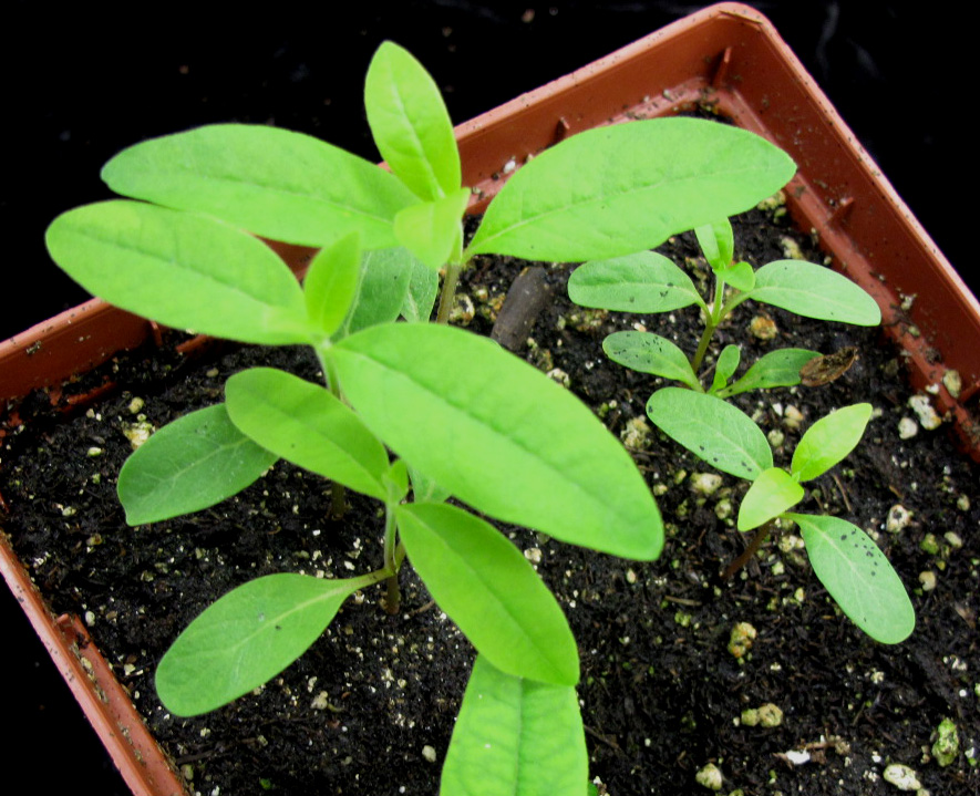 File:Asclepias syriaca 15-p.bot-ascl.syria-71.jpg