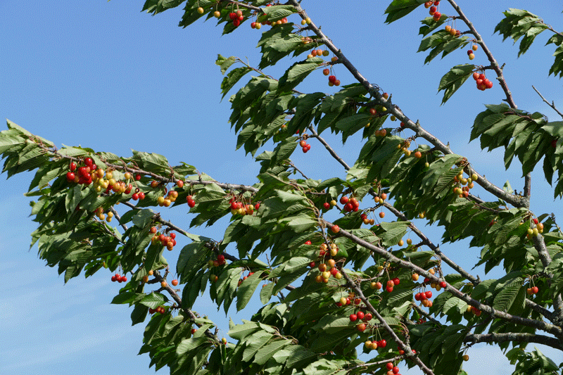 File:Cherry tree moving in the wind 1.gif