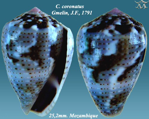 File:Conus coronatus 5.jpg