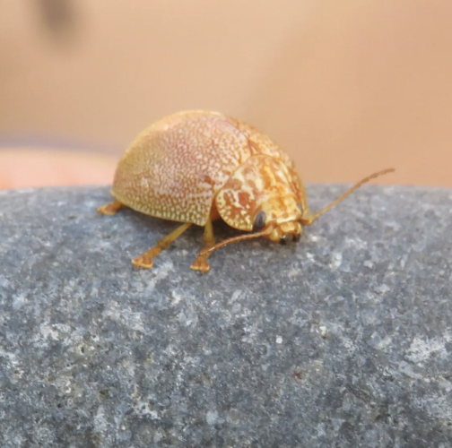 File:Paropsis Atomaria.png