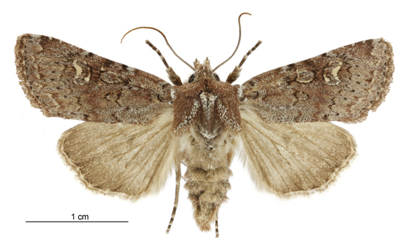 File:Tmetolophota hartii female.jpg