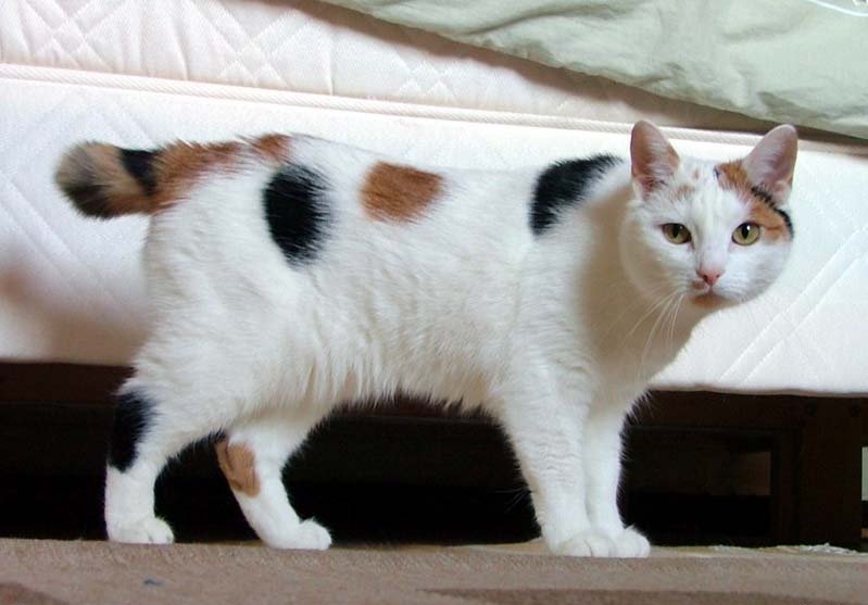 File:Japanese Bobtail looking like Manx.jpg