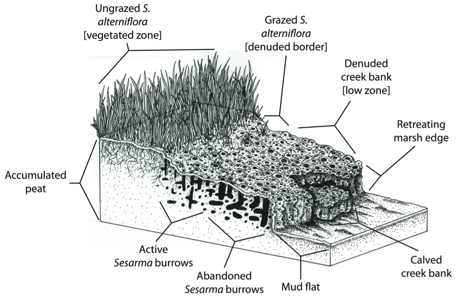 File:Marsh erosion.png