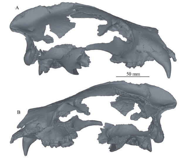 File:Protarctos abstrusus.jpg
