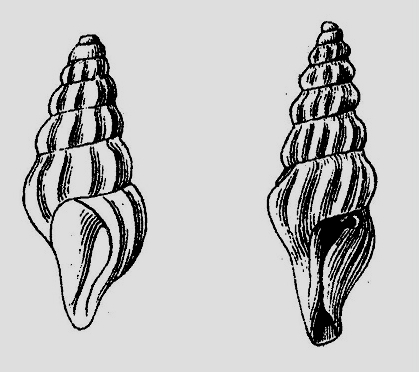 File:Syntomodrillia lissotropis 001.jpg