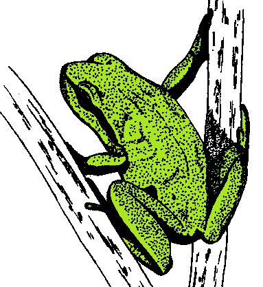 File:Hyla arborea.black-white-illustration color.png