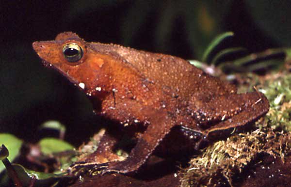 File:Bufo proboscideus02.jpg