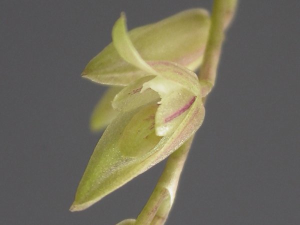 File:Arthrosia gracilis.jpg