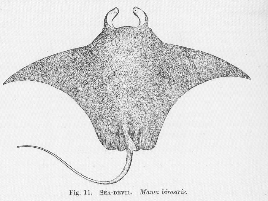 File:FMIB 51336 Sea-Devil Manta birostris.jpeg