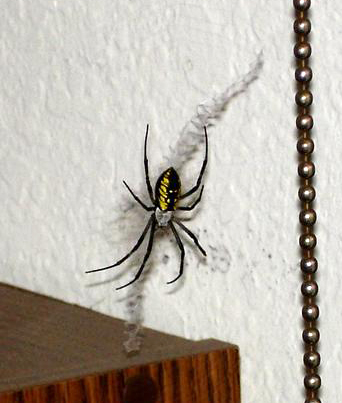 File:Orb spider.jpg