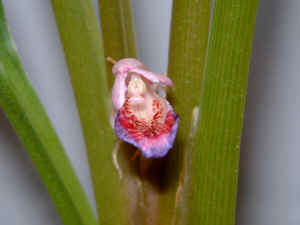 File:Boesenbergia rotunda Flower 2.jpg