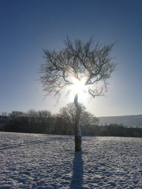 File:Boxing Day Tree.JPG