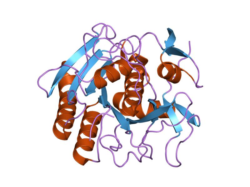 File:PDB 1pek EBI.jpg