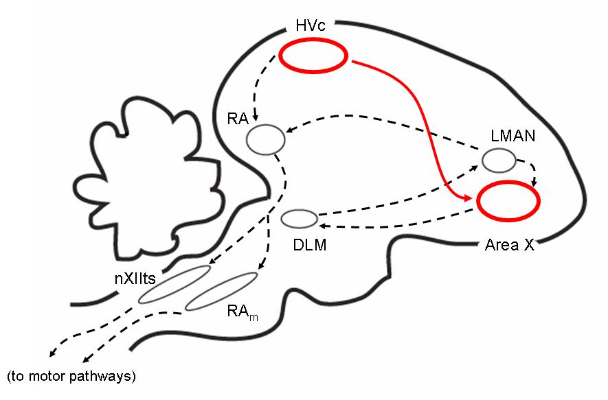 File:Passerine brain vocal learning.JPG