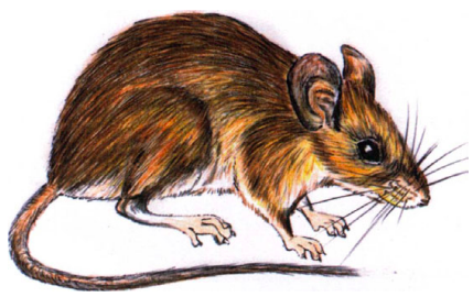 File:Pemberton's deer mouse.png