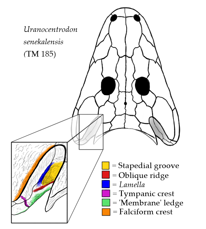File:Rhinesuchid skull and otic region.png