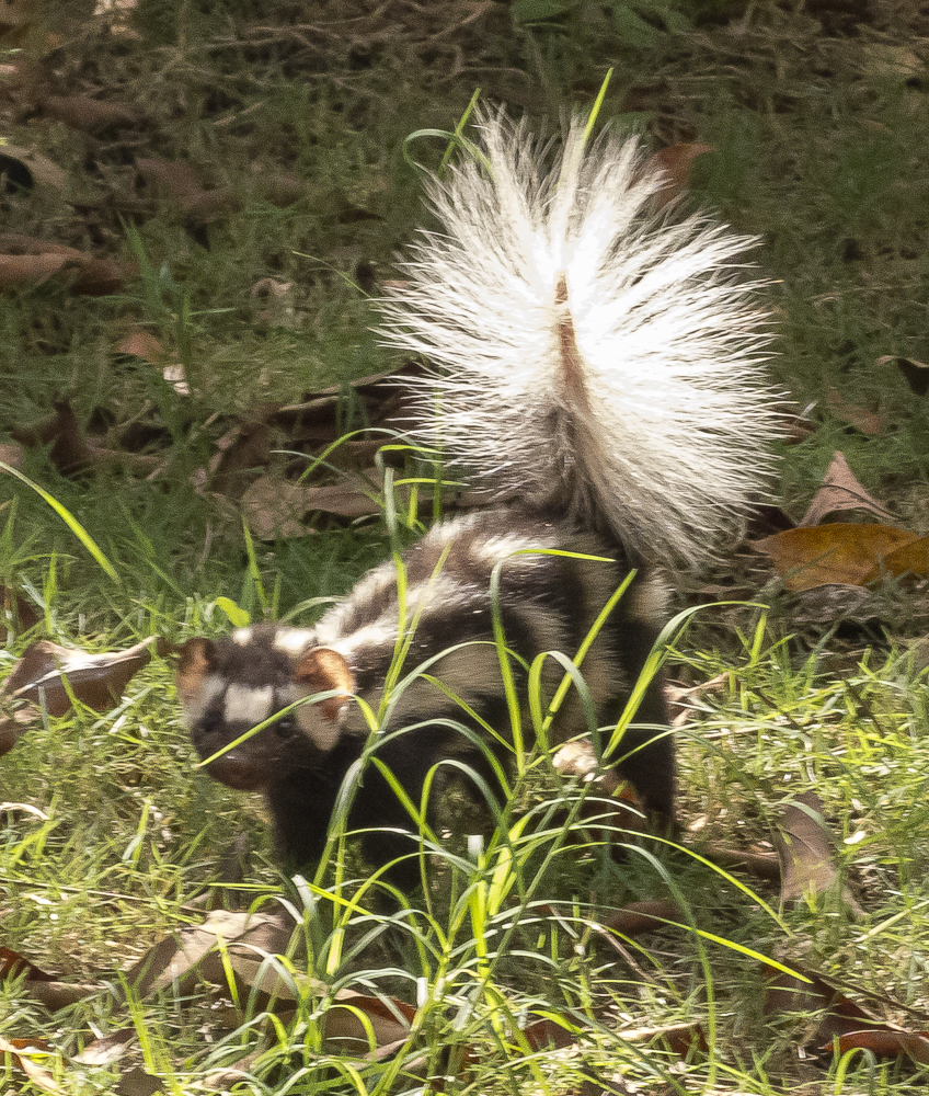 File:Southern spotted skunk.jpg