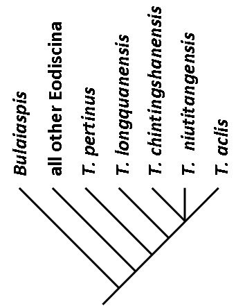 File:Tsunyidiscus cladogram.png