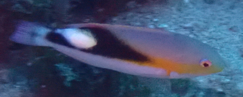 File:Blackwedge Tuskfish, 小琉球（美人洞） imported from iNaturalist photo 107552207 (cropped).jpg