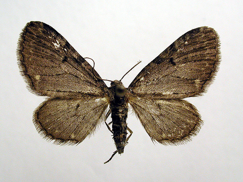 File:Eupithecia actaeata02.jpg